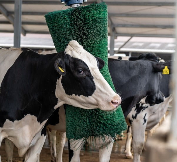 Kefy pre kravy od značky Agricow.