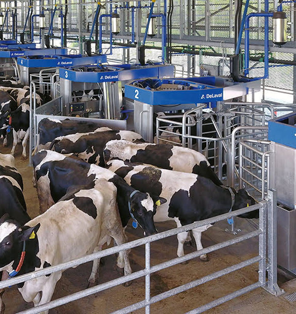 MooTech - Technologie pre poľnohospodárstvo. Kravy v maštali.