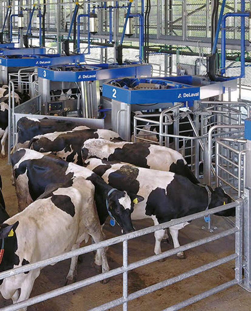 Pohľad na spokojné kravy na farme.